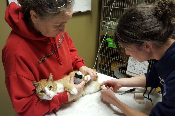 Sick Pet and Hospitalization - Blue Lake Animal Care Center